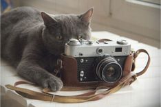 Was kostet ein Tierfotograf?
